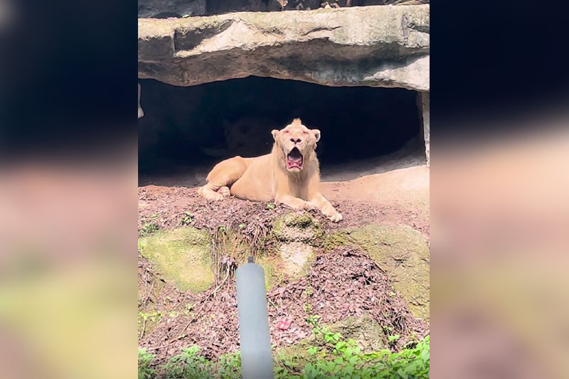 パンパンガ動物園 ライオン動画で飼育改善要求高まる