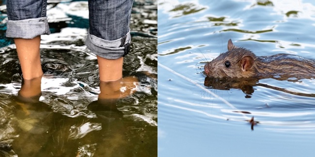 Rat Leptospirosis