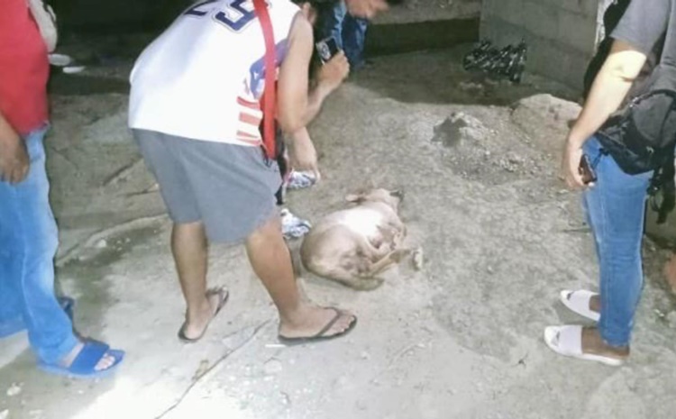 Dog