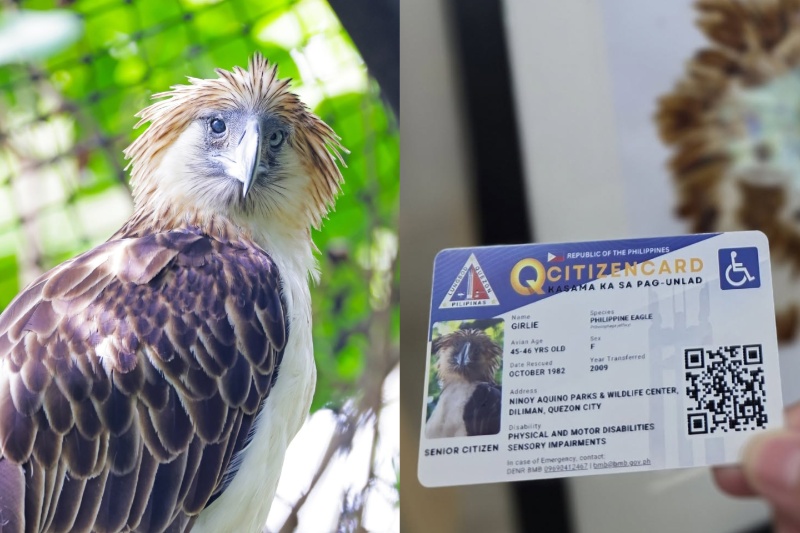 Girlie eagle