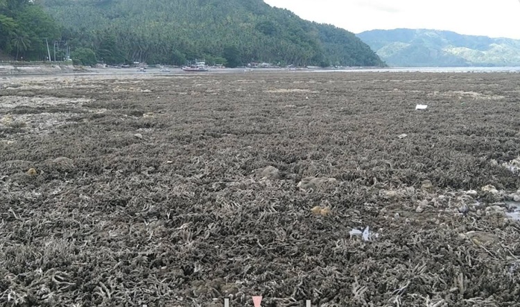 地震で海底隆起、サランガニの海洋生物死す