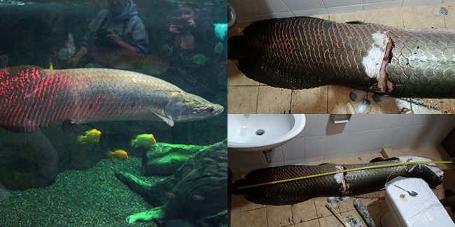 リゾートの目玉 巨大魚7百万ペソ窃盗事件