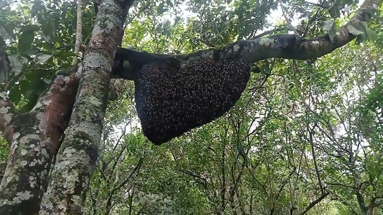 Bee Attack