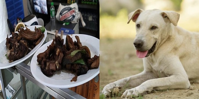 ベンゲットのレストランで犬肉使用が発覚