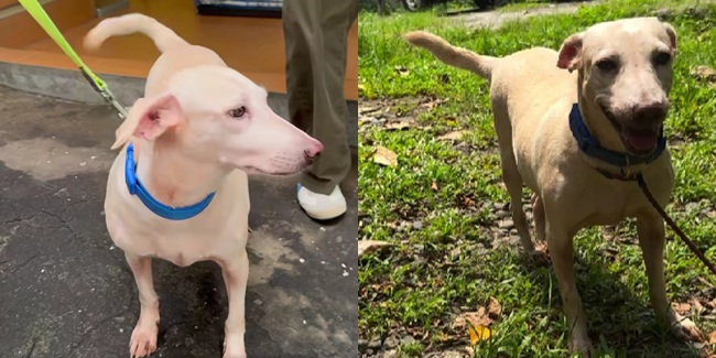 アメリカで新生活へ 犬フェリシアの奇跡の救出劇