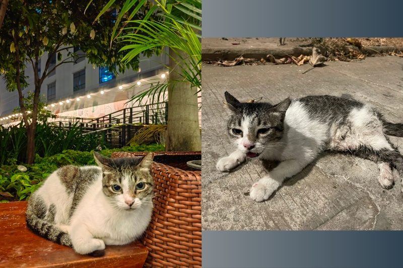Ghost community cat