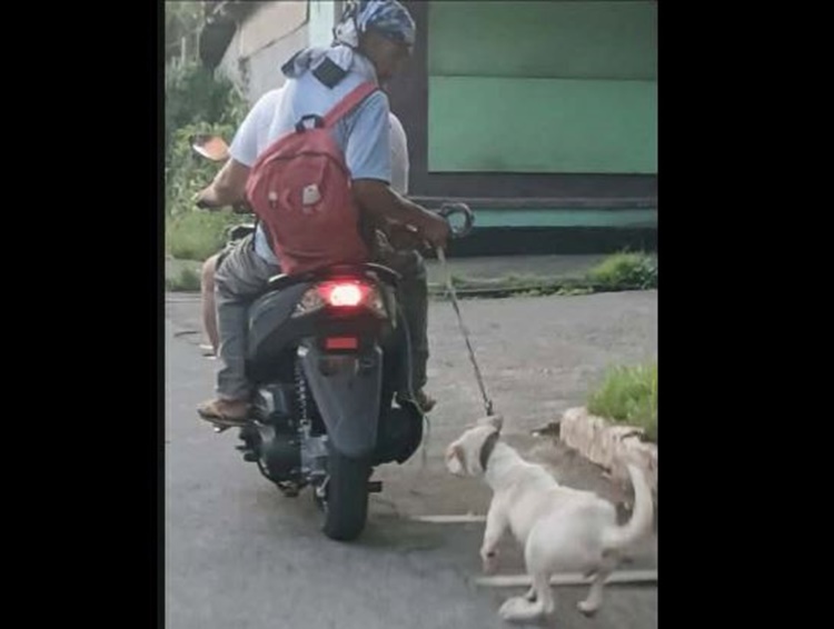 ソルソゴンで犬虐待、SNSで波紋広がる