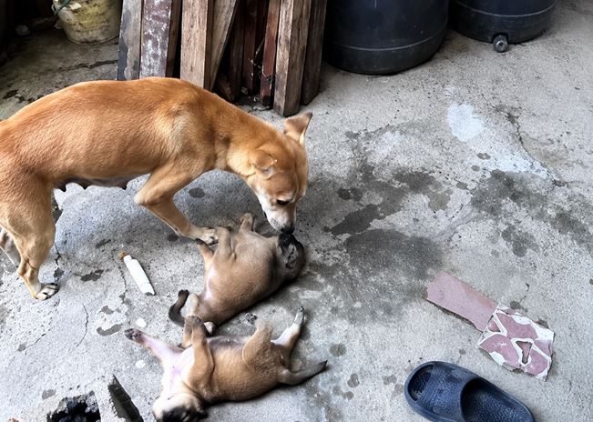 犬2匹死亡　近隣トラブルで悲劇的結末