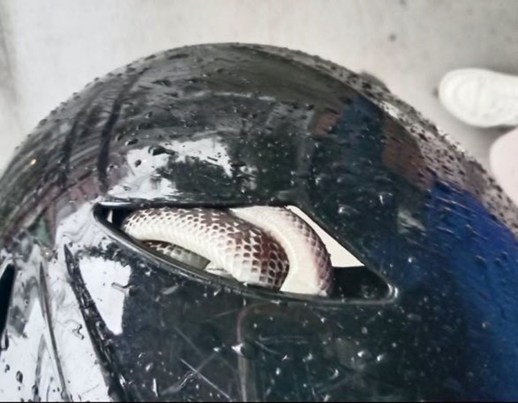 息子のヘルメットに蛇発見 母驚愕の旅