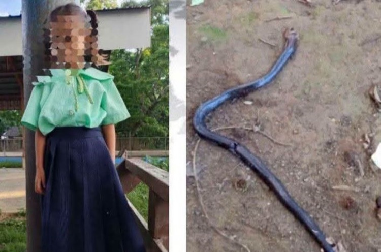 パラワンで5歳女児、コブラに噛まれ死亡