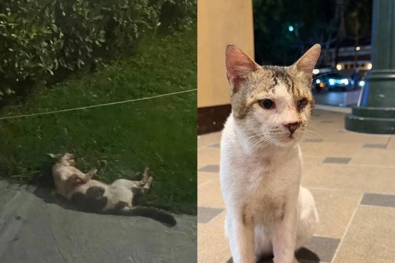 片目の地域猫、横断歩道でひき逃げ死