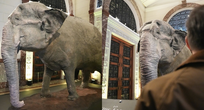 Mali the saddest elephant