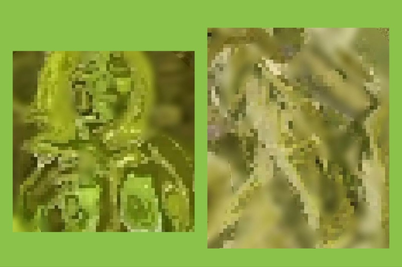 Matcha Filter