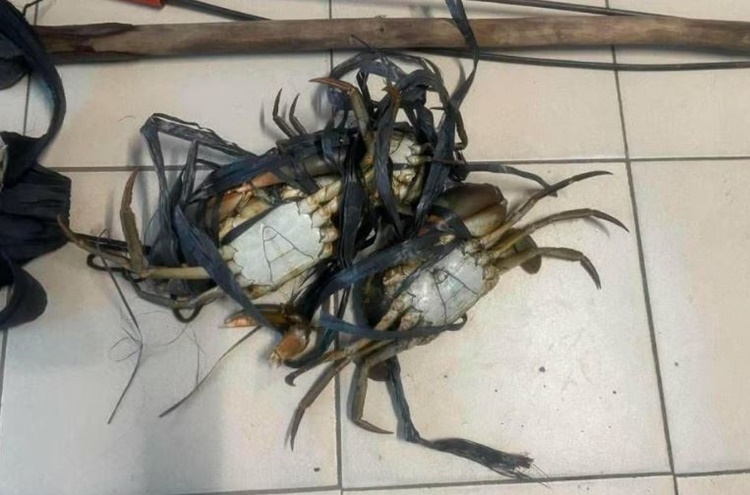 パガシナンでのカニ3匹窃盗で男逮捕