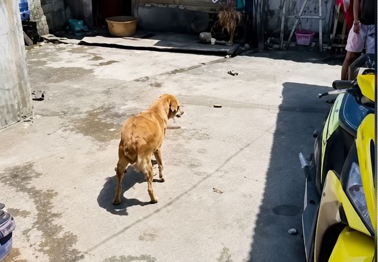 矢刺さる犬、帰宅後に救助 バコロド市