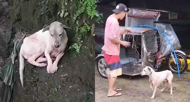 2日間小川に閉じ込められた犬、住民が救出