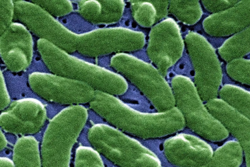 Flesh eating bacteria