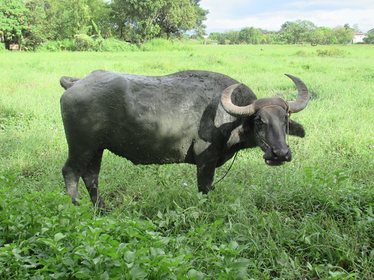 ネグロスで農夫、飼い牛に襲われ死亡