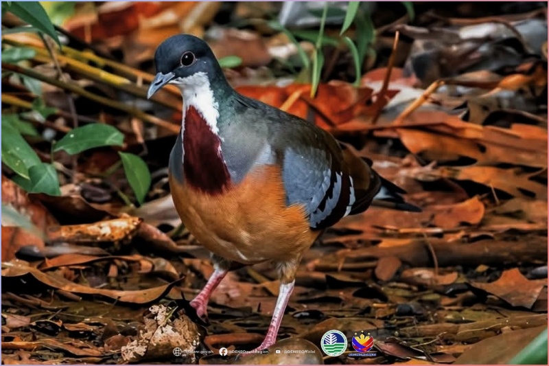 ハミギタン山で7年ぶりにミンダナオハート鳩発見