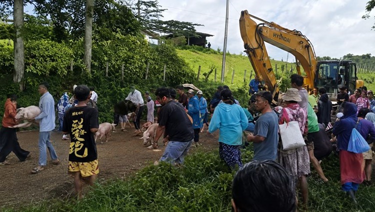転倒トラックから逃げた豚、住民が持ち去り