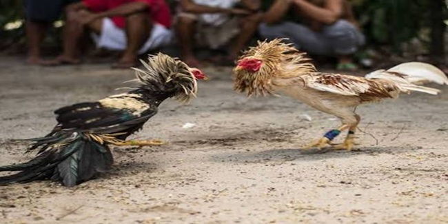 フランス在住フィリピン人に闘鶏禁止警告