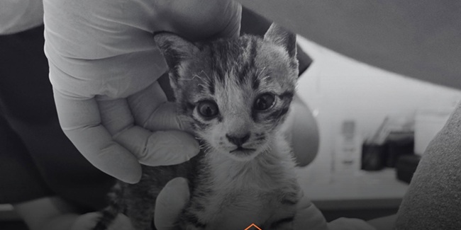 Kitten