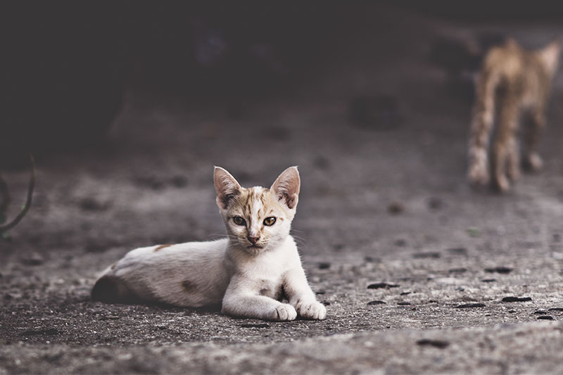 ラグナでの子猫射殺動画、ネットで非難殺到