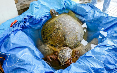 50歳のウミガメ救出　健康回復へ