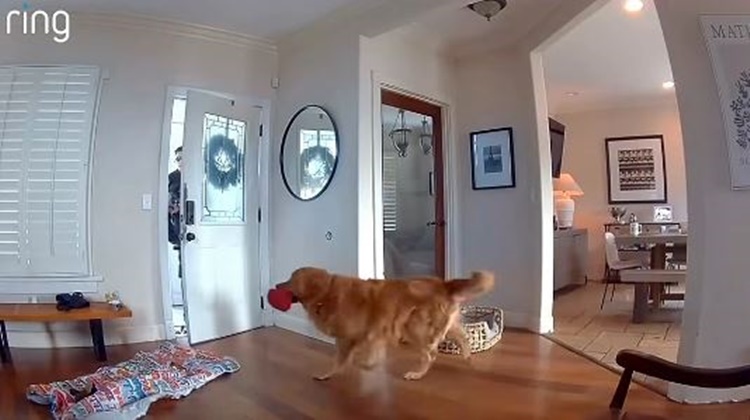 Dog