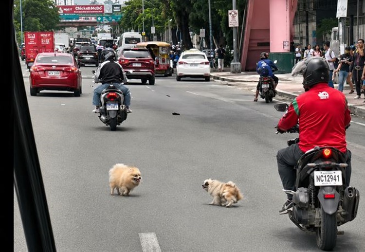 Escaped dogs