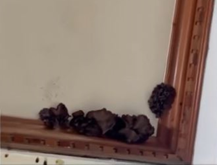 バギオの天井に巨大キノコ出現 驚きの声
