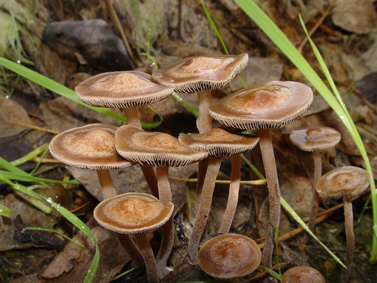 Mushrooms