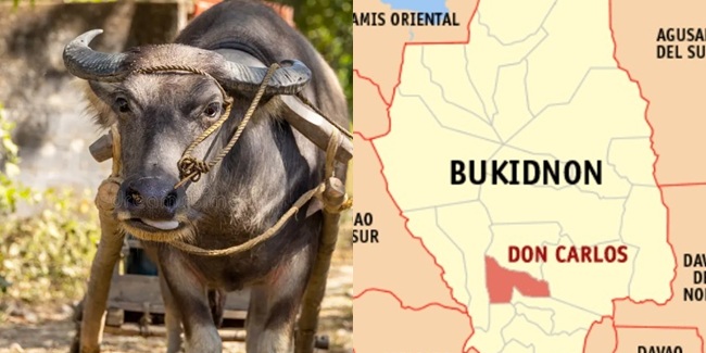 Carabao Bukidnon