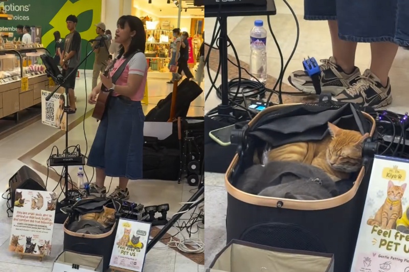 猫と共演するストリートミュージシャン話題に