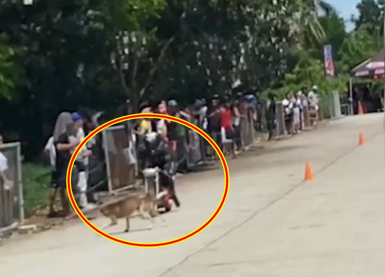 バイクレース中の犬との衝突事故で重傷