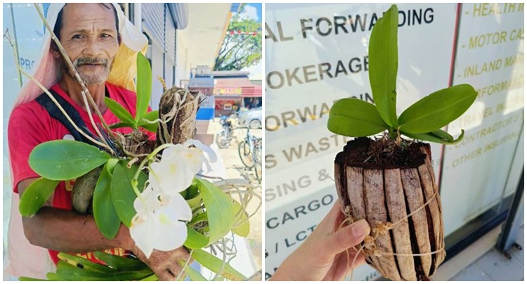Orchid vendor post